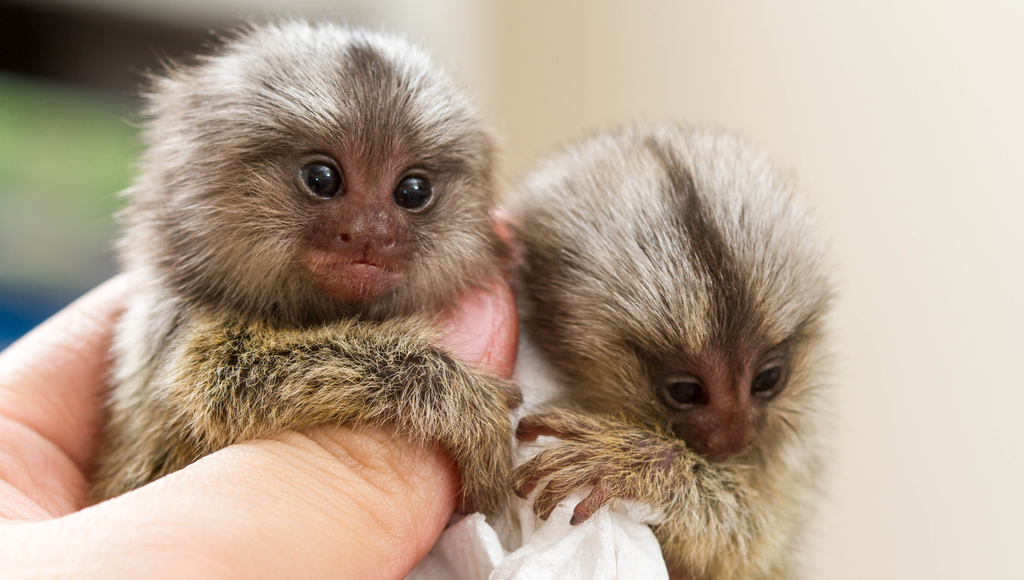 Animal Behavior